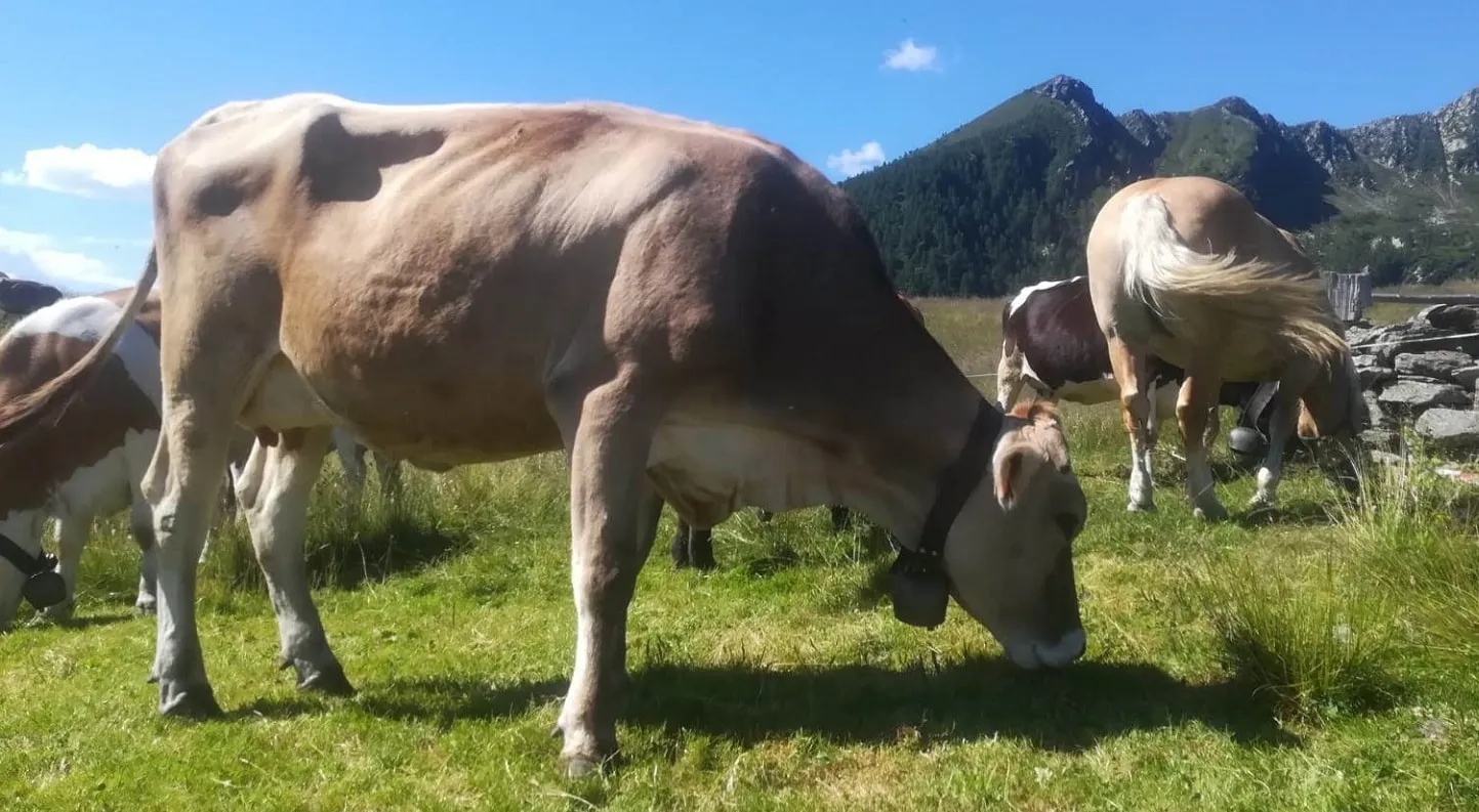 Vacche al pascolo in alpeggio sulle montagne della Valtellina, con muretto a secco e cime rocciose sullo sfondo.